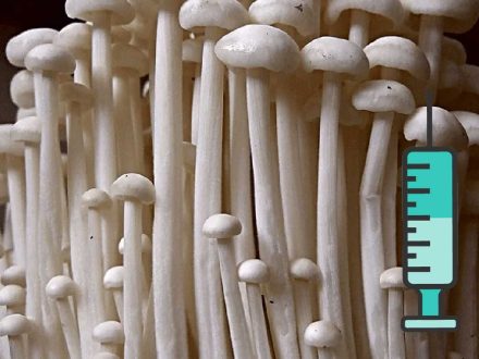 Enoki Liquid Culture ენოკი სოკოს თხევადი მიცელიუმი-20ss-20