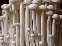 {{brizy_dc_image_alt entityId=