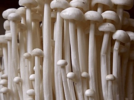 Enoki Mycelium Tbilisi ენოკი სოკოს მიცელიუმი თესლი 1