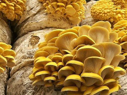 Golden Oyster Mycelium Tbilisi ყვითელი კალმახა ხის სოკოს მიცელიუმი 1
