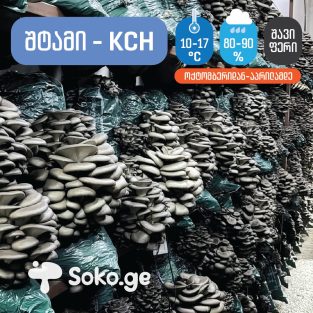 სოკო, სოკოს თესლი, კალმახა სოკოს თესლი, მიცელიუმი, სოკოს მიცელიუმი, კალმახა სოკოს მიცელიუმი soko, sokos tesli, kalmaxa sokos tesli, miceliumi, sokos miceliumi, kalmaxa sokos miceliumi. ქამა სოკოს თესლი მიცელიუმი, სამეფო კალმახას თესლი, პორტაბელოს თესლი, შიიტაკეს თესლი, ენოკის თესლი სოკო, სოკოს თესლი, კალმახა სოკოს თესლი, მიცელიუმი, სოკოს მიცელიუმი, კალმახა სოკოს მიცელიუმი soko, sokos tesli, kalmaxa sokos tesli, miceliumi, sokos miceliumi, kalmaxa sokos miceliumi. Blue oyster Mycelium in Tbilisi