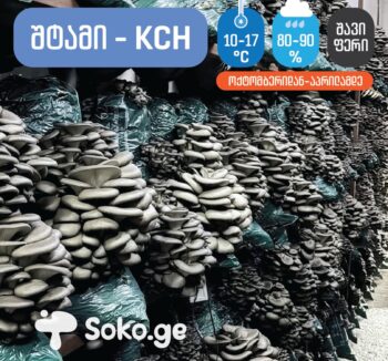 სოკო, სოკოს თესლი, კალმახა სოკოს თესლი, მიცელიუმი, სოკოს მიცელიუმი, კალმახა სოკოს მიცელიუმი soko, sokos tesli, kalmaxa sokos tesli, miceliumi, sokos miceliumi, kalmaxa sokos miceliumi. ქამა სოკოს თესლი მიცელიუმი, სამეფო კალმახას თესლი, პორტაბელოს თესლი, შიიტაკეს თესლი, ენოკის თესლი სოკო, სოკოს თესლი, კალმახა სოკოს თესლი, მიცელიუმი, სოკოს მიცელიუმი, კალმახა სოკოს მიცელიუმი soko, sokos tesli, kalmaxa sokos tesli, miceliumi, sokos miceliumi, kalmaxa sokos miceliumi. Blue oyster Mycelium in Tbilisi