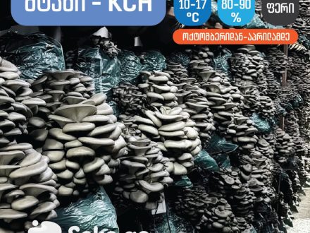 სოკო, სოკოს თესლი, კალმახა სოკოს თესლი, მიცელიუმი, სოკოს მიცელიუმი, კალმახა სოკოს მიცელიუმი soko, sokos tesli, kalmaxa sokos tesli, miceliumi, sokos miceliumi, kalmaxa sokos miceliumi. ქამა სოკოს თესლი მიცელიუმი, სამეფო კალმახას თესლი, პორტაბელოს თესლი, შიიტაკეს თესლი, ენოკის თესლი სოკო, სოკოს თესლი, კალმახა სოკოს თესლი, მიცელიუმი, სოკოს მიცელიუმი, კალმახა სოკოს მიცელიუმი soko, sokos tesli, kalmaxa sokos tesli, miceliumi, sokos miceliumi, kalmaxa sokos miceliumi. Blue oyster Mycelium in Tbilisi