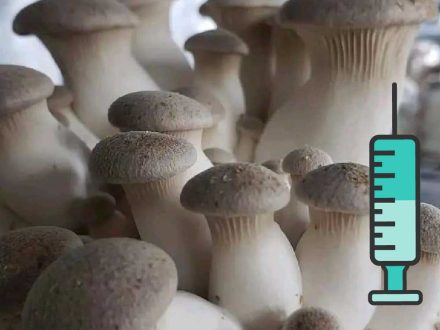 King Osyter Liquid Culture სამეფო კალმახა სოკოს თხევადი მიცელიუმი-20ss-20