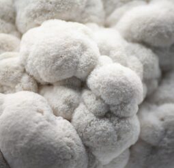 გულა სოკოს თესლი, გულა სოკოს მიცელიუმი, Lions Mane Mushroom Mycelium in Tbilisi გულა სოკოს კაპსულები, გულა სოკოს ექსტრაქტი, როგორ დავთესოთ გულა სოკო, მშრალი გულა სოკოს ნაყოფი Lion's mane capsules, Lion's mane extract, How to grow lion's mane, Dried Lion's Mane mushroom