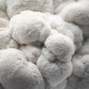 გულა სოკოს თესლი, გულა სოკოს მიცელიუმი, Lions Mane Mushroom Mycelium in Tbilisi გულა სოკოს კაპსულები, გულა სოკოს ექსტრაქტი, როგორ დავთესოთ გულა სოკო, მშრალი გულა სოკოს ნაყოფი Lion's mane capsules, Lion's mane extract, How to grow lion's mane, Dried Lion's Mane mushroom