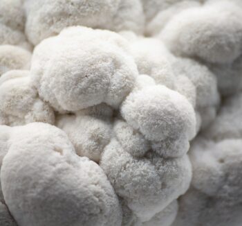 გულა სოკოს თესლი, გულა სოკოს მიცელიუმი, Lions Mane Mushroom Mycelium in Tbilisi გულა სოკოს კაპსულები, გულა სოკოს ექსტრაქტი, როგორ დავთესოთ გულა სოკო, მშრალი გულა სოკოს ნაყოფი Lion's mane capsules, Lion's mane extract, How to grow lion's mane, Dried Lion's Mane mushroom