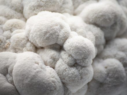 გულა სოკოს თესლი, გულა სოკოს მიცელიუმი, Lions Mane Mushroom Mycelium in Tbilisi გულა სოკოს კაპსულები, გულა სოკოს ექსტრაქტი, როგორ დავთესოთ გულა სოკო, მშრალი გულა სოკოს ნაყოფი Lion's mane capsules, Lion's mane extract, How to grow lion's mane, Dried Lion's Mane mushroom