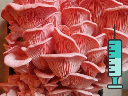 Pink Oyster Liquid Culture ვარდისფერი კალმახა სოკოს თხევადი მიცელიუმი-20ss-20