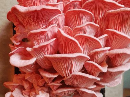 Pink Oyster Mycelium Tbilisi ვარდისფერი კალმახა ხის სოკოს მიცელიუმი თესლი 5