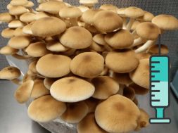 {{brizy_dc_image_alt entityId=